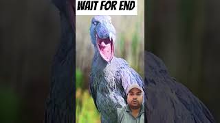 Sad life of shoebill bird 🤯🤯youtubeshortsshorts shortfeed viralshorts [upl. by Ahcmis]