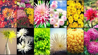 CHRYSANTHEMUM VARIETIES  Plants Weekly [upl. by Anidem806]