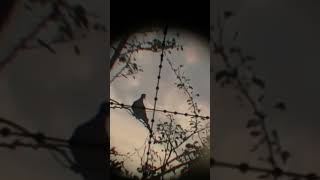 Más palomas funny caceria viralvideo sinaloa riflespcp [upl. by Rauch]