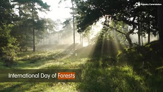 International Day of Forests 2023 [upl. by Puiia]