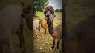 Why Do Alpacas Hum When They’re Curious or Happyquot Reason shorts buzzbilt [upl. by Cynthla377]