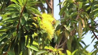 Yellownaped Oriole feeding on nectar of Golden Penda flowers [upl. by Augusta]