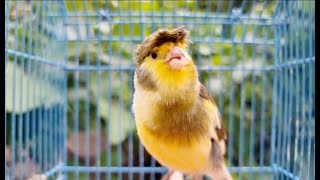 Canary Singing Bird Sounds At Its Best  Canaries Birds [upl. by Ccasi]