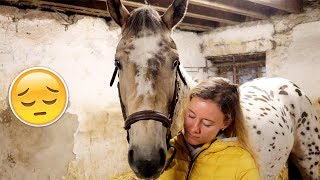 Slecht nieuws tijdens de keuring in Engeland   felinehoi VLOG 130 [upl. by Lanuk701]