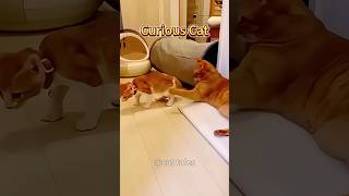 Cat gets a kick out of this love music cat happy funny [upl. by Analat]