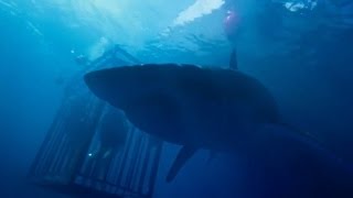 47 METERS DOWN Movie Clip Trailer 2017 HD [upl. by Wera]