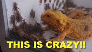 1000 Crickets VS 10 Bearded Dragons  ThanksGiving Treat [upl. by Esiom]