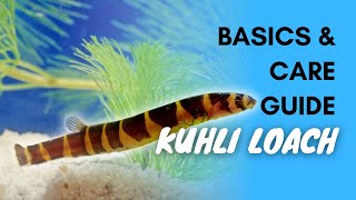 Kuhli Loach Basics And Care Guide [upl. by Ztnahc202]