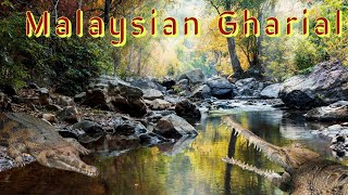 This Crocodile is Drastically Under Threat The Malaysian Gharial [upl. by Gahan]