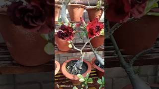 Adenium adenium adeniumgarden gardening flowers video garden reels shorts [upl. by Oicnerual]