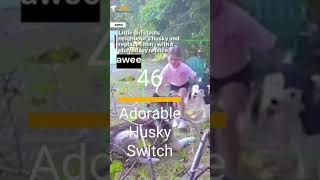 Viral Favorites  Episode 46 Adorable Husky Switch fyp viralvideo dog adorable adoptme you [upl. by Hurff]