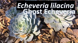 Echeveria lilacina Succulent  Growing Propagating Care amp Identification Ghost Echeveria Plant [upl. by Nojid722]