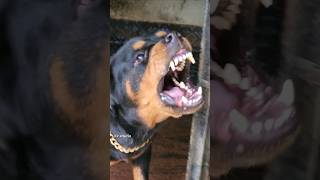 dog barking sound angrydog funnyanimals pitbull funnypets angrypuppy cutepet rottweilerpuppy [upl. by Horodko]