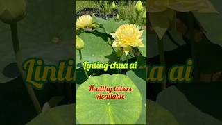 sold out  Linting chu ai ₹3000 yellow exotic new trending lotus lowestprices [upl. by Odetta]