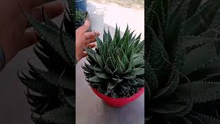 Aloe aristata 🫰🥰garden aloevera gardenlife please subscribe this channel 🙏🥰video [upl. by Goebel]