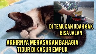 Bikin Haru Anak Kucing Yang Keserempet Mobil Akhirnya Bisa Tidur Di Kasur Empuk [upl. by Nnairak]