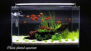 CLASSIC PLANTED AQUARIUM  Step By Step  Aquascaping [upl. by Jun513]