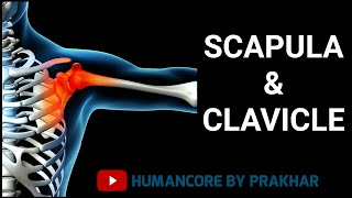 Clavicle And Scapula Bone Anatomy  Pectoral Girdle  Shoulder Joint Anatomy [upl. by Lindemann]