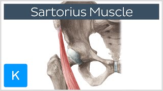 Sartorius Muscle  Origin Insertion Innervation amp Actions  Anatomy  Kenhub [upl. by Ecniuq193]