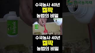 한국농수산TV 수국농사 40년 켈팍 농법의 비밀 [upl. by Erik]