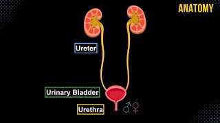 Ureter Urinary Bladder amp Urethra Structures amp Walls  Urinary System Anatomy [upl. by Elnukeda]