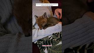 This lost little fox cub was rescued and adopted by a kind family animalshorts [upl. by Frodeen]