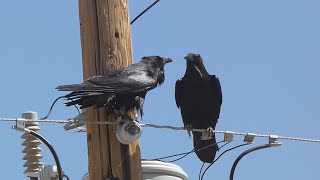 Raven couple have a talk [upl. by Llerred]