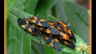 Milkweed Bugs [upl. by Zebaj]