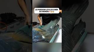 Le poisson le plus cher au monde‼️😱😱food delicious découverte poisson fish bluefish pourtoi [upl. by Nero]