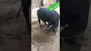 Moy Moy Murrah bull for sale Dafutboom Bull music shayari allama mutabbal salmanfaisal [upl. by Yrtnej]