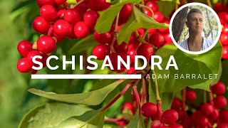 Schisandra  The Oil of Adaptability [upl. by Suiluj]