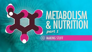 Metabolism amp Nutrition Part 1 Crash Course Anatomy amp Physiology 36 [upl. by Zins890]