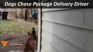 Dogs Chase Package Delivery Driver Caught on Ring Camera  Doorbell Camera Video [upl. by Beverlie]