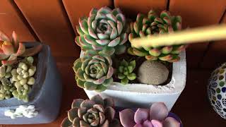 MY NEW ARRANGEMENTS  SUCCULENT CARE TIPS [upl. by Jennette]