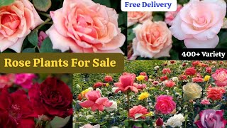 Winter Beautiful Rose Collection🌹Best Quality Rose Plants Sale🌹Free Shipping 🚚 WhatsApp 8250221446 [upl. by Nigen]