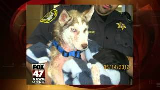 Owner of Abused Husky Puppy Found [upl. by Khai99]