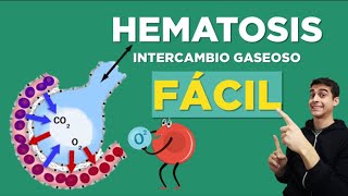 Qué es HEMATOSIS  Intercambio Gaseoso ✅ FÁCIL [upl. by Izy]