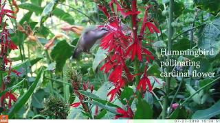 Hummingbird Pollinating Cardinal Flower [upl. by Aisad]