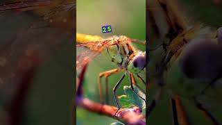 The largest insect to ever live was a “dragonfly” [upl. by Jenelle]