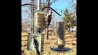 Downy Woodpecker ▢ 4K HDR [upl. by Drobman332]