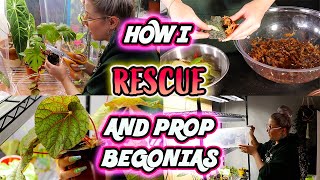 How To Propagate Begonias Part 1  Simple Method [upl. by Motteo444]