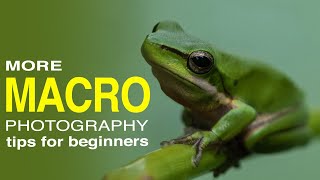 MORE MACRO Photography Tips for Beginners  outdoor macro photography using extension tubes [upl. by Lauber]