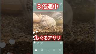 もぐるアサリ Clam crawling into the soil アサリ飼育 [upl. by Meekah]