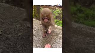 Feel Good Laughs The Funniest Animals That Will Melt Your Heart Try Not To Laugh [upl. by Knepper]