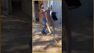 Women rescue baby kangaroo kangaroo facts animals education rescue shorts [upl. by Urquhart]