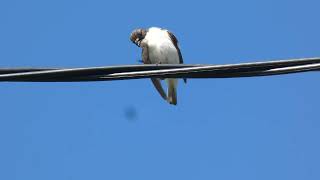 European Pied Flycatcher Ficedula hypoleuca  Nordland  Norway 2023 [upl. by Evans42]