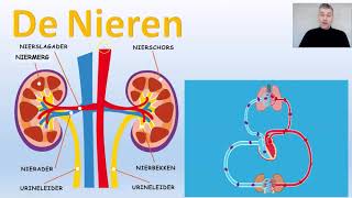 Lever nieren en huid thema opslag uitscheiding  BioDam video 1 van 3 [upl. by Aieka]