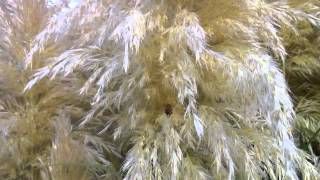 Pampas Grass Polination [upl. by Alguire542]