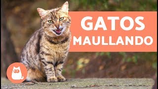 Preciosos gatos maullando  Cats meowing [upl. by Llertniuq]