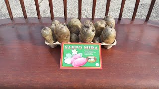 Planting Sarpo Mira Seed Potatoes In Containers 32724 [upl. by Netfa]